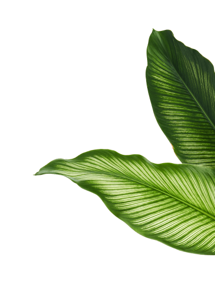 leaf right bottom thumb2